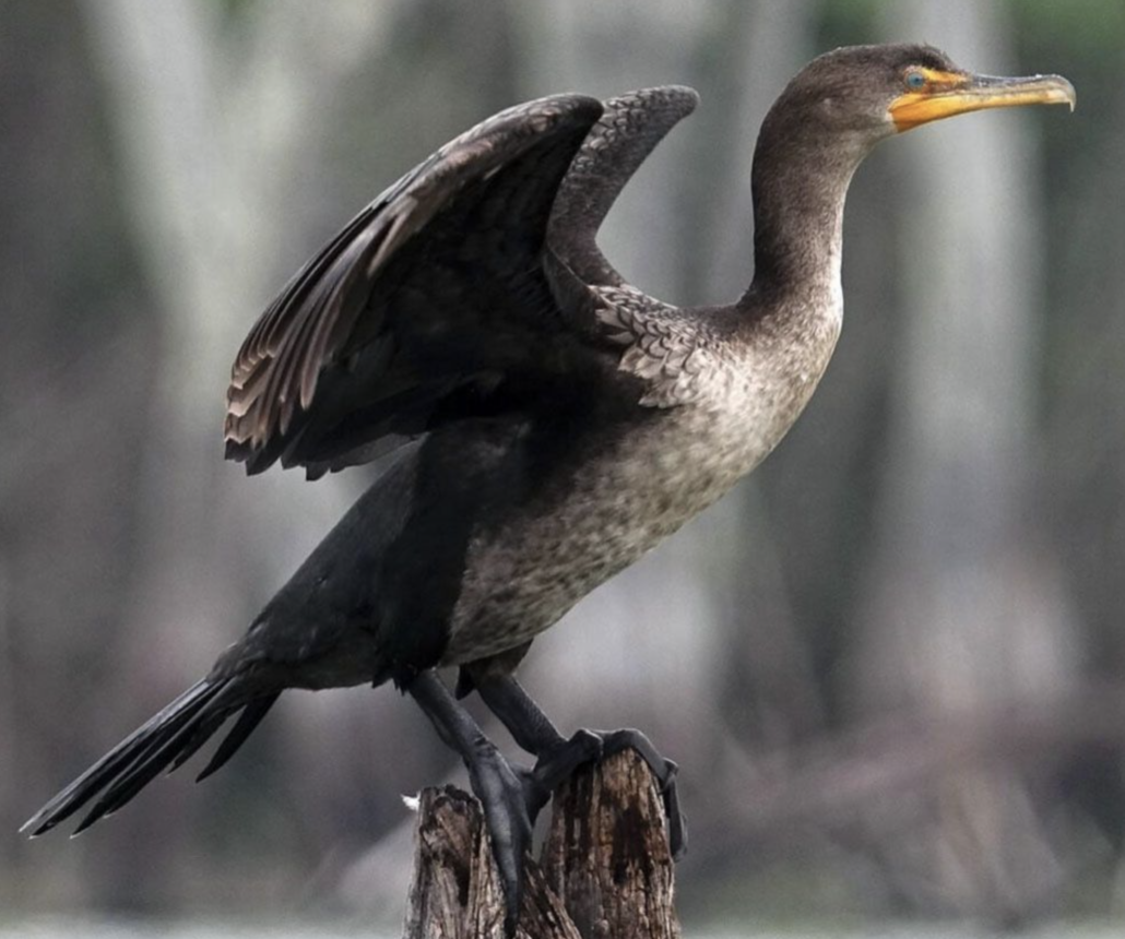 eco-paradise-news-magazine