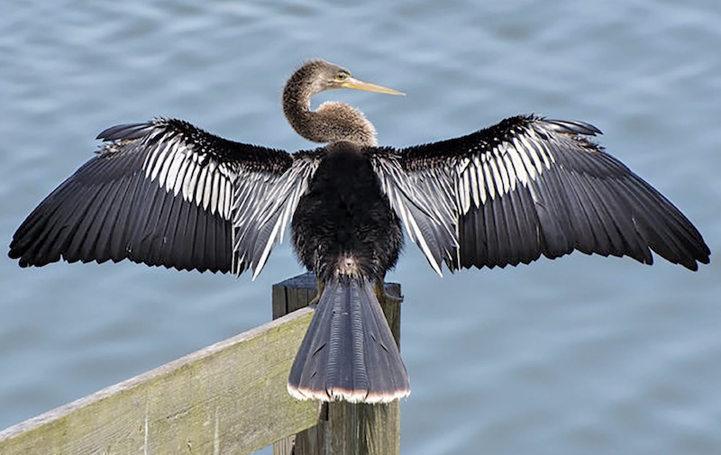 ECO: Anhingas in Our Ficus Tree - Paradise News Magazine